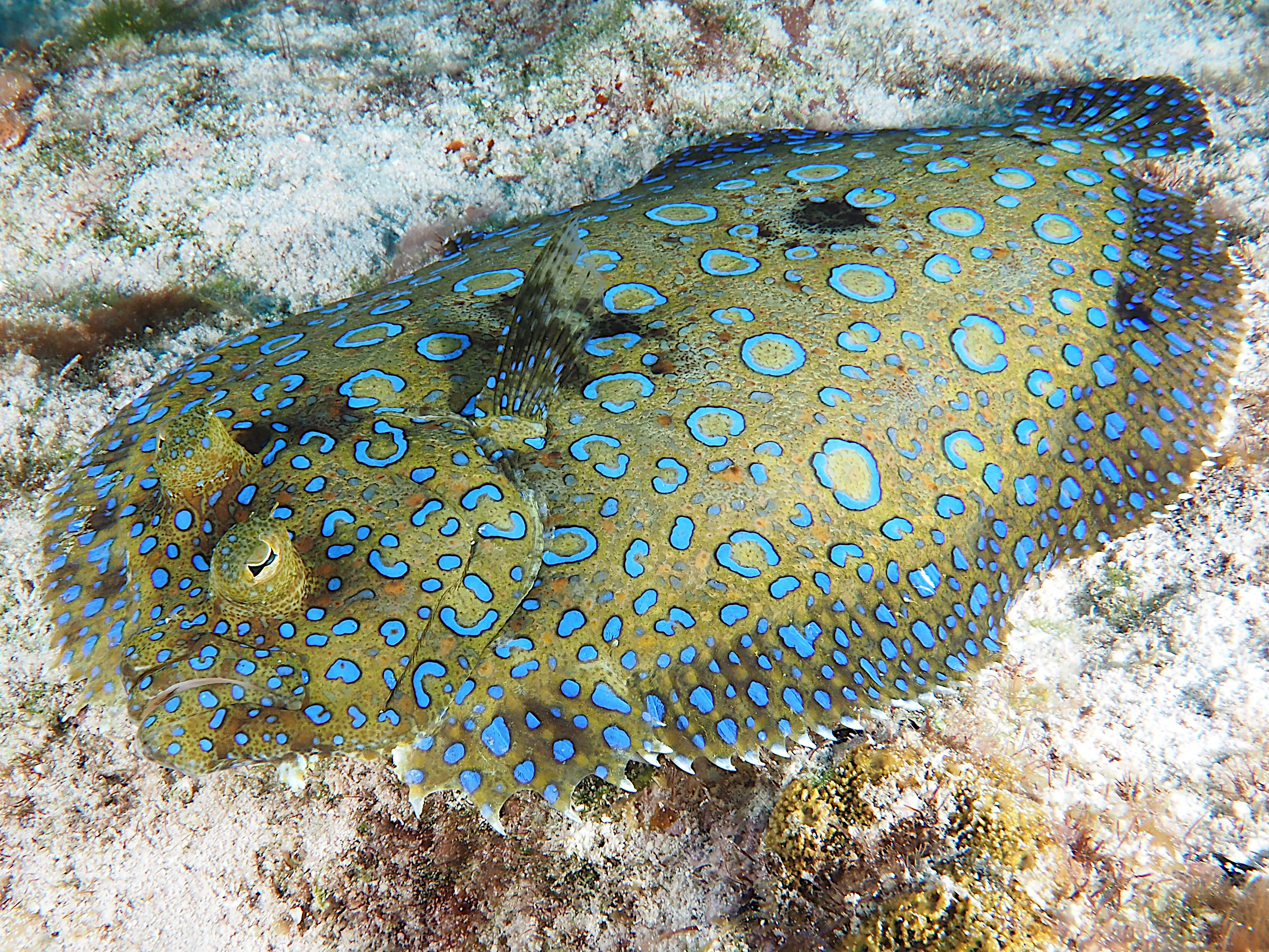 Peacock Flounder